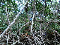 LRGA002 Rhizophora mangle y Acrostichum aureum.jpg