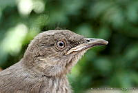 MAPM0762 Toxostoma curvirostre.jpg