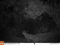 PJ016 0468 Lynx rufus.JPG