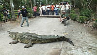 ME001 001 Crocodylus moreletii.jpg