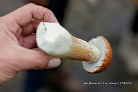IMDOC Hong 0109 Boletus edulis.jpg