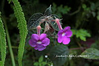 ME010 JA 00205 Acalypha rhombifolia Schltdl..JPG