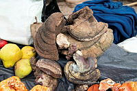 IMDOC Hong 0081 Trametes sp (1).jpg