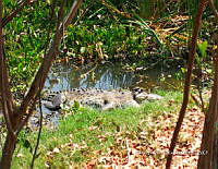TE001 0295 Crocodylus acutus.jpg