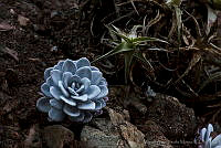 MASM01401 Echeveria laui.jpg