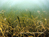 SAFA0025 Syringodium filiforme.JPG