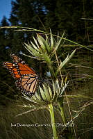 IDG1833 Danaus plexippus.jpg