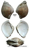 KT014 0293 Lirophora kellettii.JPG