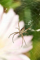 SM0557 Argiope trifasciata.jpg