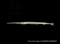 CICIMAR0541 Tylosurus crocodilus ssp. fodiator.jpg