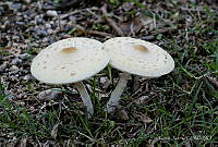 TJ001 Lepiota cristata.jpg