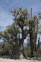 MASM00441 Beaucarnea gracilis.jpg