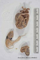 KT014 0145 Tremoctopus violaceus.JPG