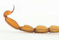 MASM07597 Centruroides limpidus.jpg