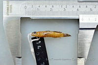 LFMG276 Gymneleotris seminuda.jpg