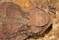 ECA0256 Phrynosoma orbiculare.jpg