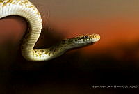 MASM07432 Senticolis triaspis.jpg