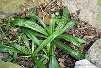 RBB0258 Eryngium foetidum.tif