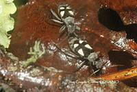 JCC0075 Insecta.JPG
