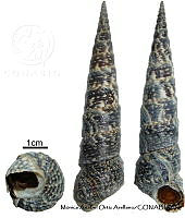 KT014 0875 Turritella gonostoma.JPG