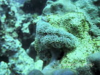 NE018 0853 Ectyoplasia ferox.jpg