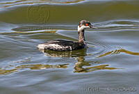 LFLR0069 Podiceps nigricollis.jpg