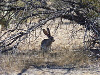 CEA0034 (Lepus californicus).tif