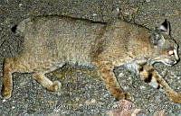 UNAMHBRM-16 Lynx rufus.jpg