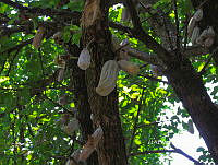 3R 00930 Parmentiera edulis.tif