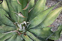 IMDOC 4766 Agave marmorata.jpg