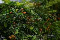 IMDOC4152 Celtis pallida.jpg