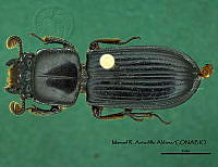 MRAA 0192 Paxillus leachi.JPG