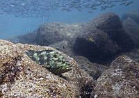 CNS1123 Epinephelus labriformis.jpg