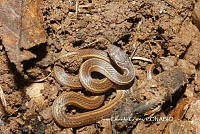 JCC0444 Rhadinaea gaigeae.JPG