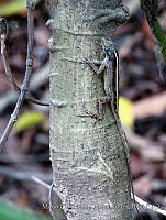 MCS098 Anolis sagrei.JPG