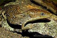 MDL0209 Gerrhonotus infernalis.jpg