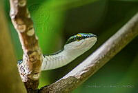 OMTR04 Leptophis sp..jpg