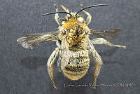 CGVM1234 Syntrichalonia exquisita.jpg