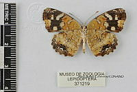 JF018 0551 Anthanassa frisia tulcis.jpg
