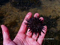 NBA0063 Echinometra vanbrunti.JPG