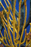 MS0097 Hippocampus ingens.jpg