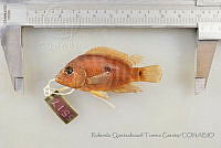 RQTG1747 Herichthys deppii.jpg