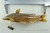 RQTG1906 Ictalurus dugesii.jpg