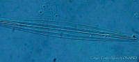 UNAMECU-5 Amphipleura lindheimeri.jpg