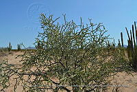 LI005 0014 Cylindropuntia arbuscula.jpg
