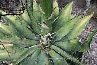 IMDOC 4771 Agave marmorata.jpg