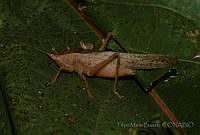 FMB0011 Pyrgocorypha hamata.jpg