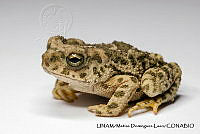 PJ016 0244 Incilius occidentalis.JPG