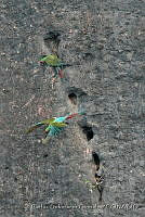 CSGHQ008-172 Ara militaris.jpg