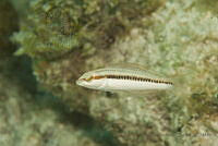 IDG1566 Halichoeres sp..jpg